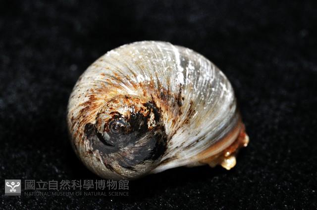 安東尼玉螺藏品圖，第2張