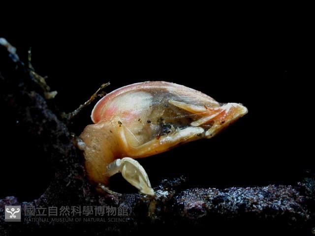 直板茗荷藏品圖，第2張
