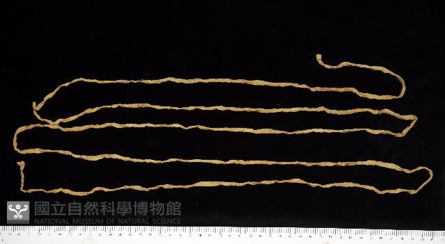 未知種紐蟲藏品圖，第2張