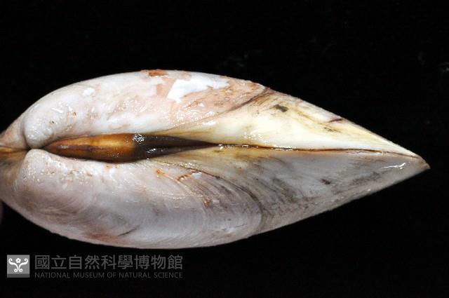 雪爪蛤之一種藏品圖，第2張