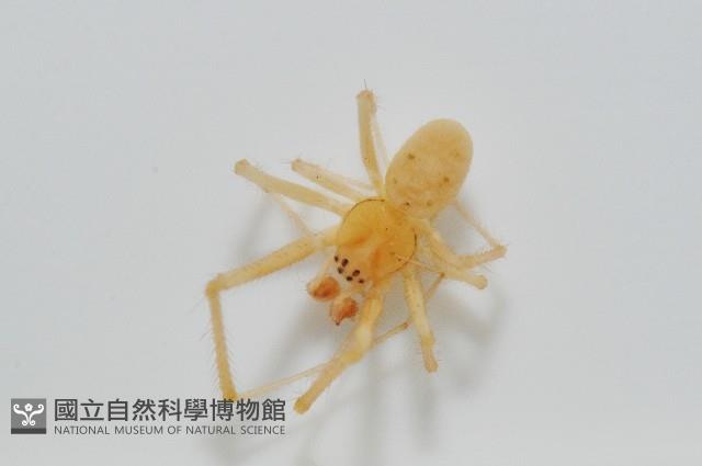蘭嶼金姬蛛藏品圖，第2張