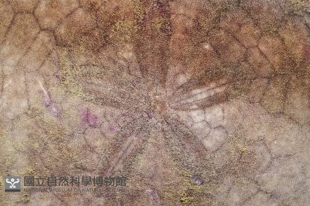 裂邊毛餅海膽藏品圖，第2張