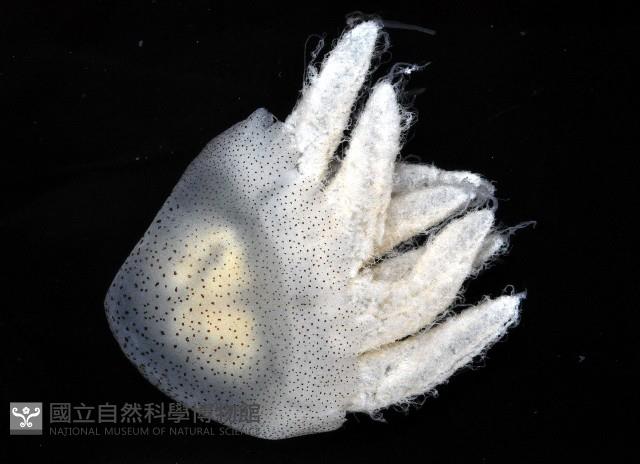 端鞭水母藏品圖，第2張