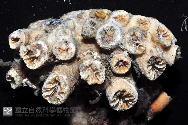 軸樹珊瑚(軸木珊瑚)藏品圖，第2張