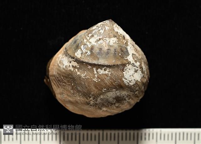 造殼海葵之一種藏品圖，第2張