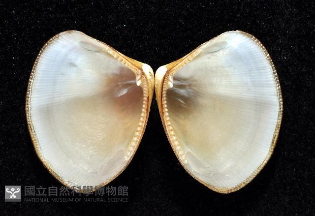 伊豆銀錦蛤藏品圖，第2張
