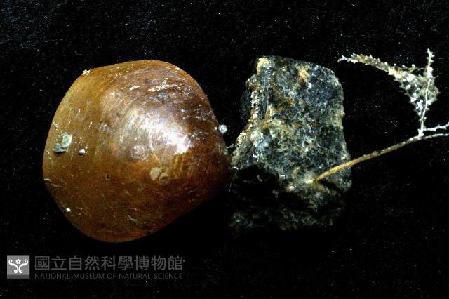 未知種酸漿貝(腕足類)藏品圖，第2張