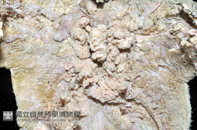 未知種薄膜海星藏品圖，第2張