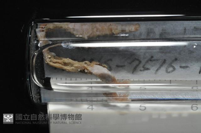 梧棲搓蟄蟲藏品圖，第2張