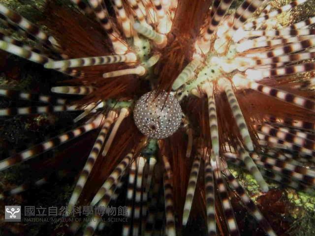 環刺棘海膽藏品圖，第2張