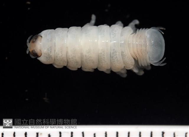 未知種縮頭水虱藏品圖，第2張