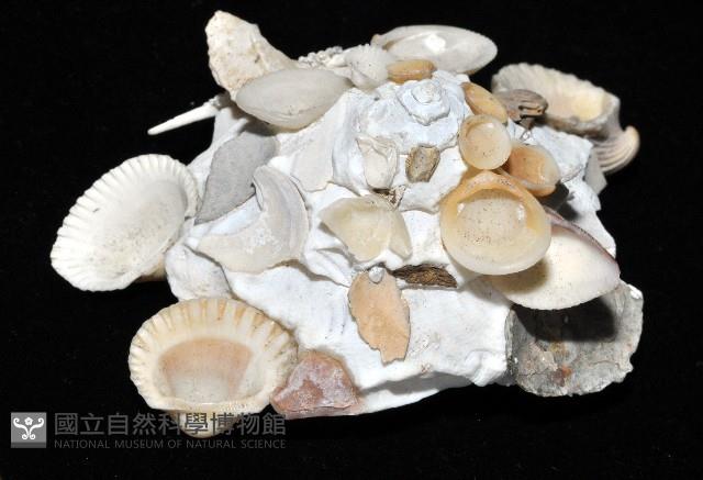綴殼螺藏品圖，第2張