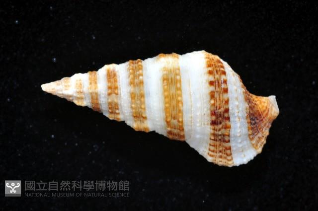 褐帶蟹守螺藏品圖，第2張