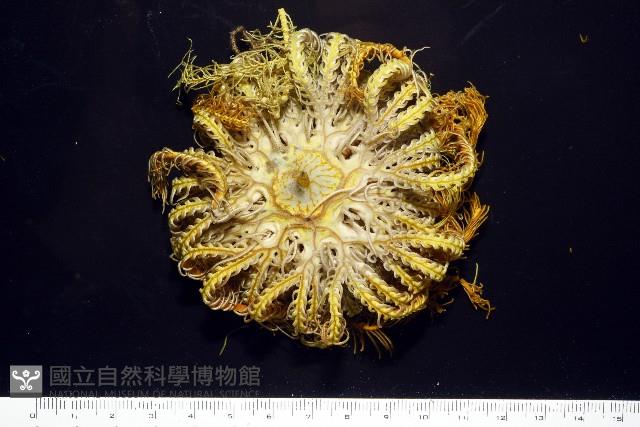 輪替海齒花藏品圖，第2張