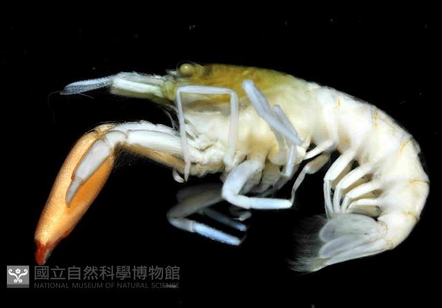 游泳槍蝦藏品圖，第2張