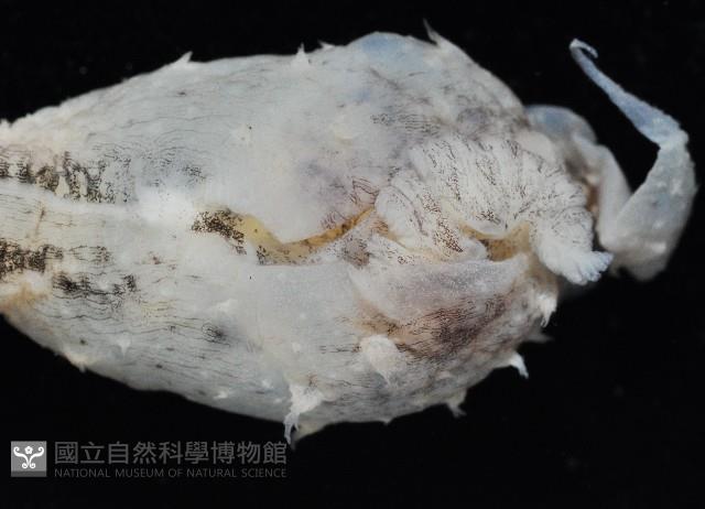 條紋背肛海兔藏品圖，第2張