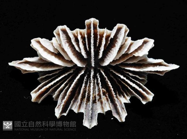 菱扇形珊瑚藏品圖，第2張