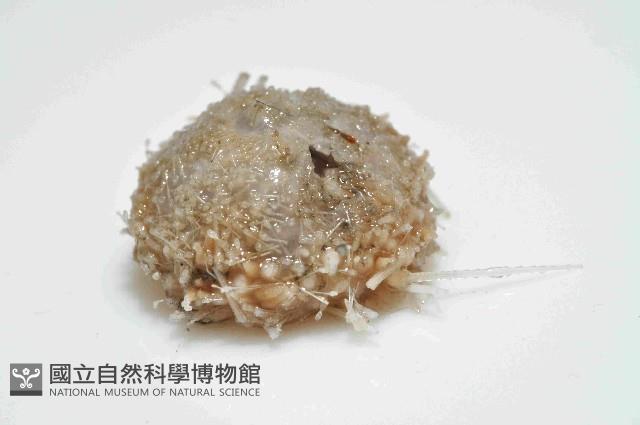 未知種侏儒頭帕(暫譯)藏品圖，第2張