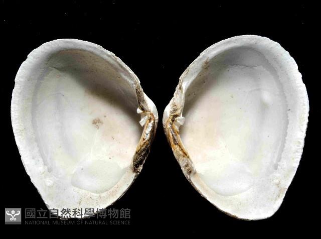 粗異白櫻蛤藏品圖，第2張