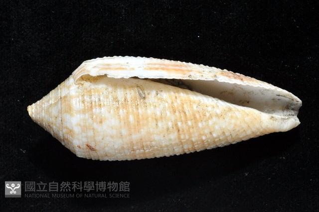 長芋螺藏品圖，第2張