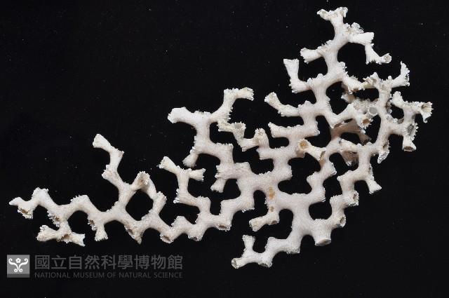 枝狀多目珊瑚藏品圖，第2張