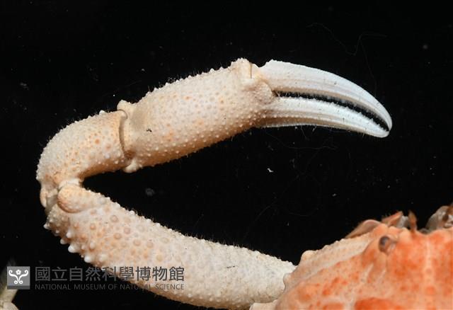 仿泡粒長螯蟹藏品圖，第2張