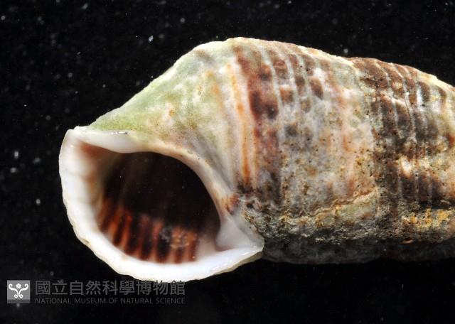 瘦海蜷(古氏灘棲螺)藏品圖，第2張
