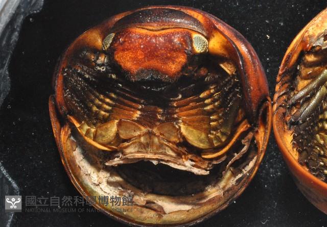未知種球馬陸藏品圖，第2張