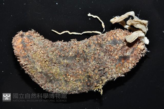 異色哈威參藏品圖，第2張