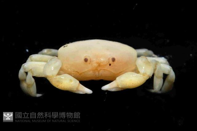 雙齒豆蟹藏品圖，第2張