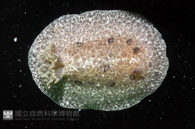 淡紫圓盤海蛞蝓藏品圖，第2張