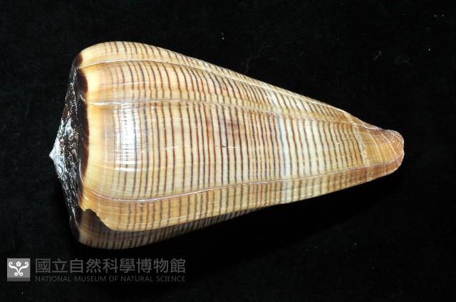 登錄號:007819-00057藏品圖，第2張