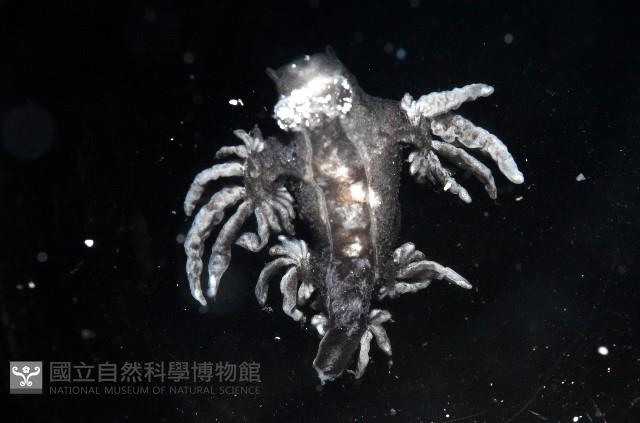 大西洋海神海蛞蝓藏品圖，第2張