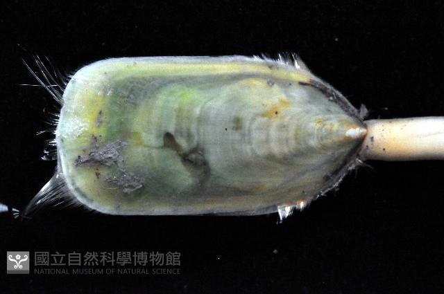 鴨嘴海豆芽藏品圖，第2張