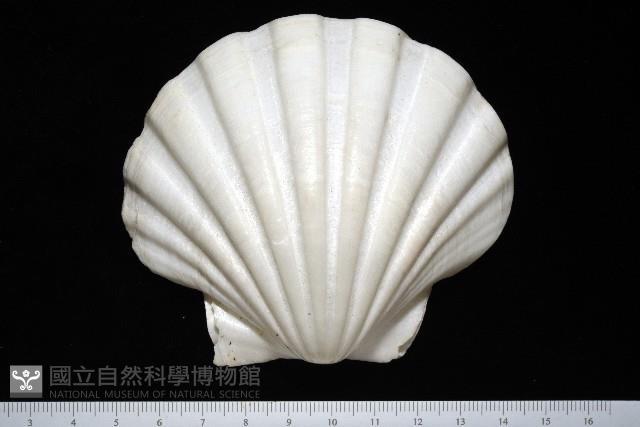 白碟海扇蛤藏品圖，第2張