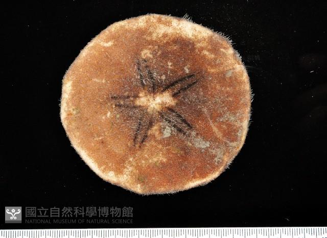 富士餅乾海膽藏品圖，第2張
