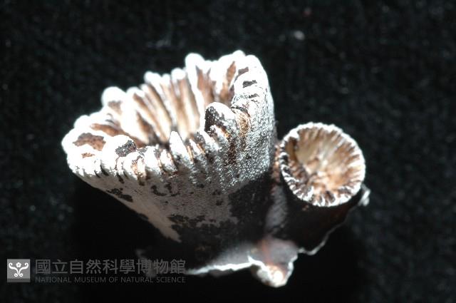未知新種輪杯珊瑚藏品圖，第2張