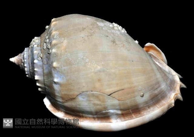 灰鬘螺藏品圖，第2張