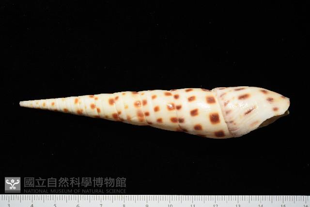 褐斑筍螺藏品圖，第2張