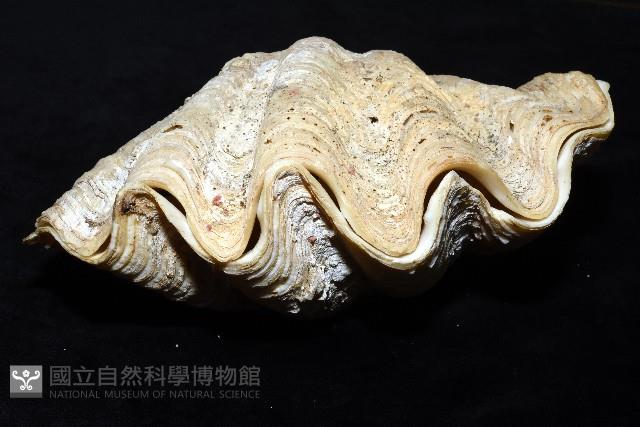 長硨磲蛤藏品圖，第2張