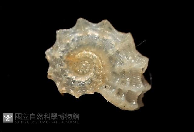 菲律賓花冠螺藏品圖，第2張