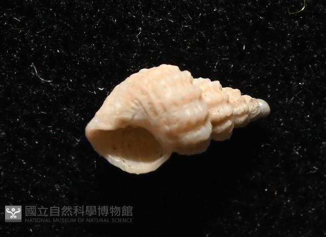 龜山島核螺藏品圖，第2張