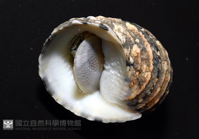 花圓蜑螺藏品圖，第2張