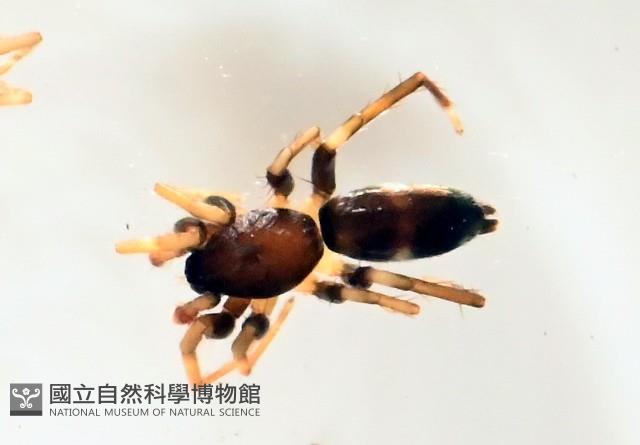 臺灣秘蛛藏品圖，第2張