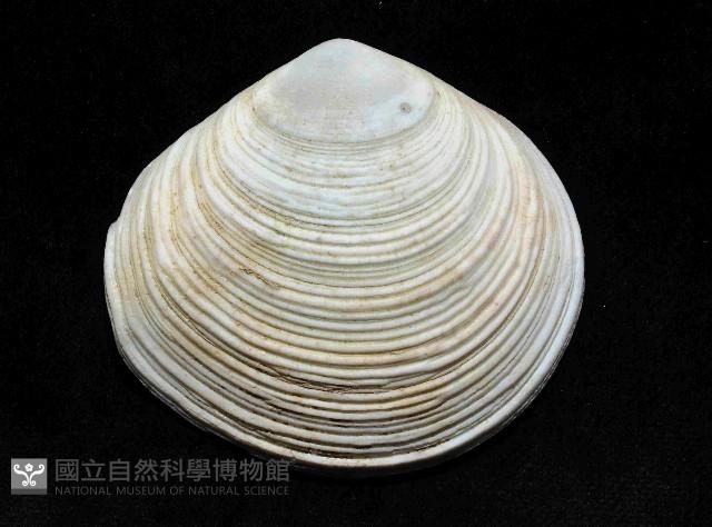 滿月(環肋)櫻蛤藏品圖，第2張