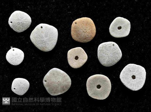 馬氏海錢(馬氏扣海膽)藏品圖，第2張