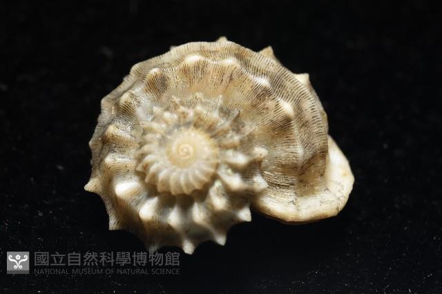 基隆花冠螺藏品圖，第2張