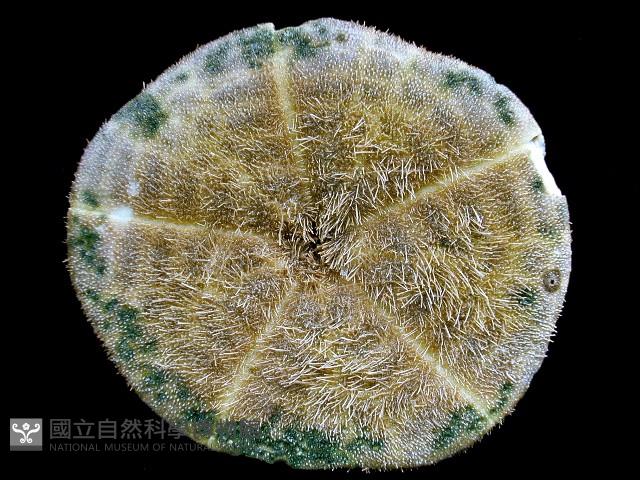 綠楯海膽藏品圖，第2張