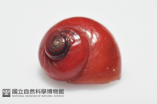 細雨蠑螺藏品圖，第2張