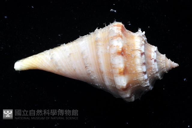 未知種蜘蛛螺藏品圖，第2張